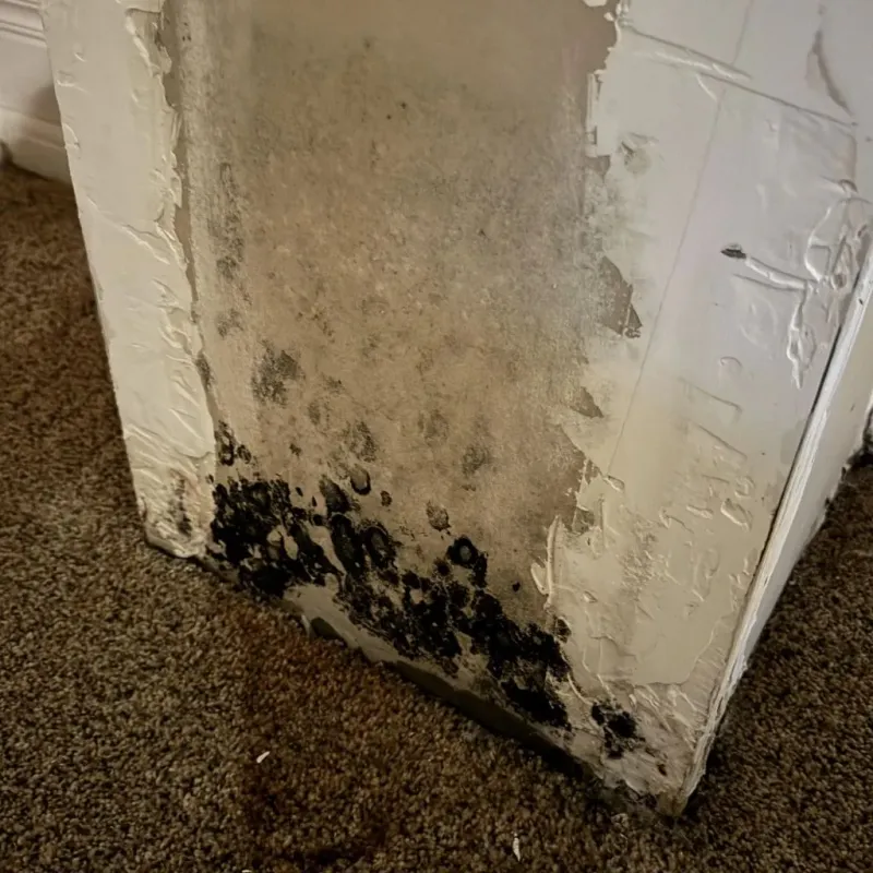 Professional Mold Removal in Lake Brownwood, TX